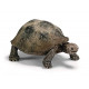 Schleich Giant Tortoise