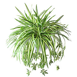 10PCS Artificial Spider Plants 23.6" Artificial