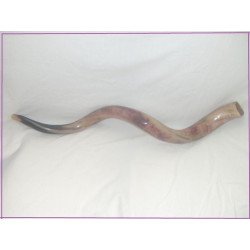 HORN SHOFAR 31"