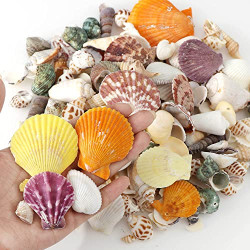 50Pcs Mixed Beach Seashells