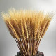 100 Stems Dried Wheat Stalks Dried