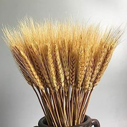 100 Stems Dried Wheat Stalks Dried