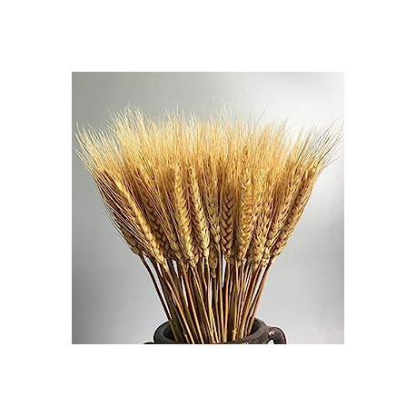 100 Stems Dried Wheat Stalks Dried