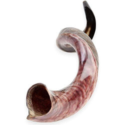 Shofarot Israel Kosher Yemenite Kudo kudu Shofar Size 34"-35"