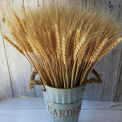 100Pcs Natural Ear of Wheat Grain Flowers