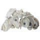 Oyster Shells, 4 to 5 inches, 3.75"-5", 20 Count