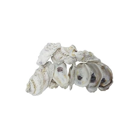 Oyster Shells, 4 to 5 inches, 3.75"-5", 20 Count