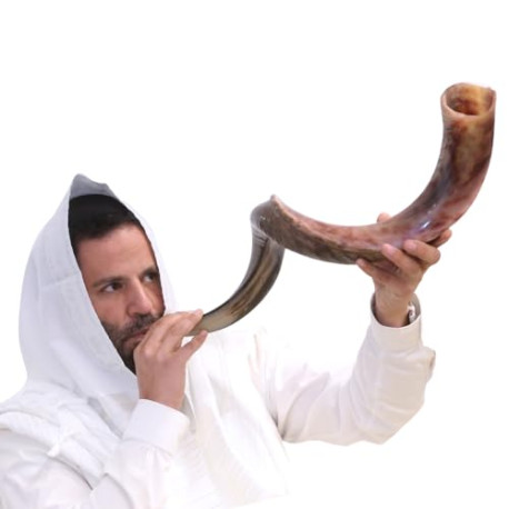 Kosher Kudu Shofar Horn from Israel 20”-24”