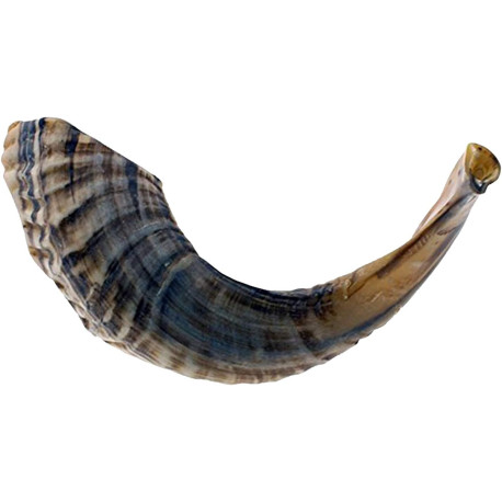 KOSHER ODORLESS NATURAL SHOFAR