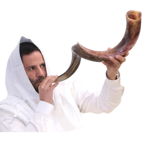 Shofar Kudu Horn