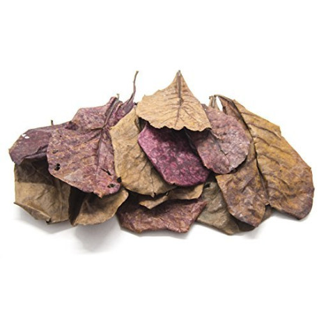 10 Giant Catappa Indian Almond Leaves