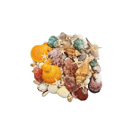135 PCS Sea Shells Mixed Beach Seashells Starfish