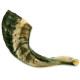 Shofar from Israel, Clear Sound, Half Polished, 14''-16''