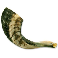 Shofar from Israel, Clear Sound, Half Polished, 14''-16''