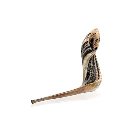 Kosher Ram Shofar Horn from Israel 14"-16" Traditional Half Polished