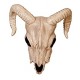 Crazy Bonez - Ram Skull