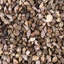 Tiny Miniature Fairy Garden Beach Critter Seashells Marine Life Collection for Art & Craft Project