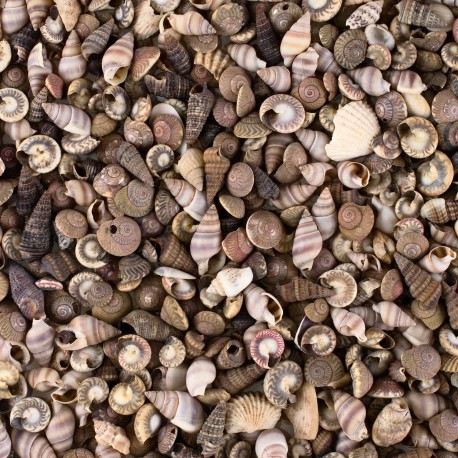 Tiny Miniature Fairy Garden Beach Critter Seashells Marine Life Collection for Art & Craft Project