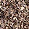 Tiny Miniature Fairy Garden Beach Critter Seashells Marine Life Collection for Art & Craft Project
