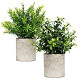 2 Piece Plant Decor 9" Tall Artificial Plants