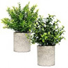2 Piece Plant Decor 9" Tall Artificial Plants