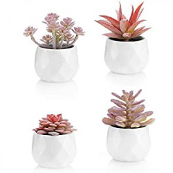 Fake Plants Included (Set of 4 Artificial Succulents)