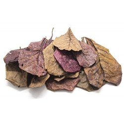 10 Giant Catappa Indian Almond Leaves for Aquarium Use