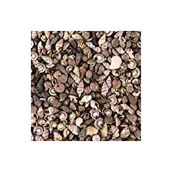 Home Decoration, Party Favor, Invitation (4.5oz Bag, 500 Shell)