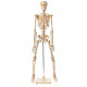 Anatomical Human Skeleton Model - 1/2 Life Sized - 85 cm
