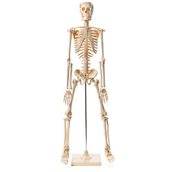 Anatomical Human Skeleton Model - 1/2 Life Sized - 85 cm