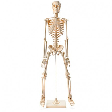 Anatomical Human Skeleton Model - 1/2 Life Sized - 85 cm
