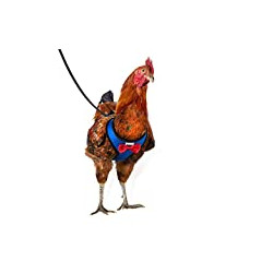 Chicken Harness Hen Size with 6ft Matching Leash