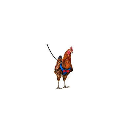 Chicken Harness Hen Size with 6ft Matching Leash
